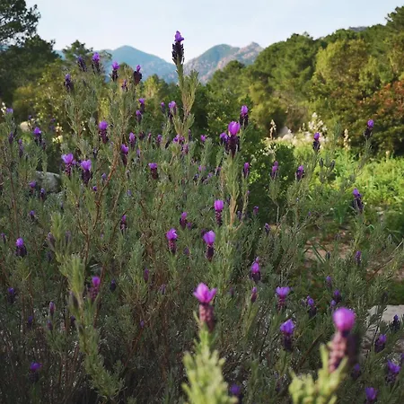 Mulinacciu Campsite